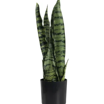 Kotikulta Tekokasvit-Anopinkieli 50 Cm