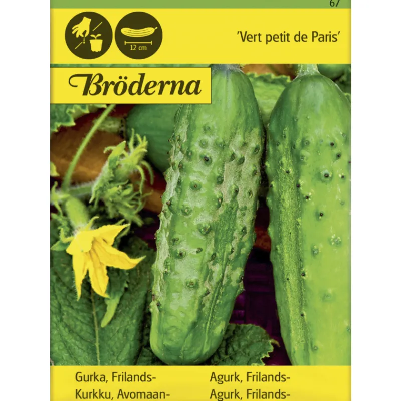 avomaankurkku-vert-petit-de-pa-CFjXfqCn-0.webp Bröderna Nelsons Kasvien Ja Nurmikonsiemenet-Avomaankurkku Vert Petit De Paris Siemen