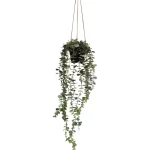 Kotikulta Tekokasvit-Eukalyptusköynnös 65 Cm