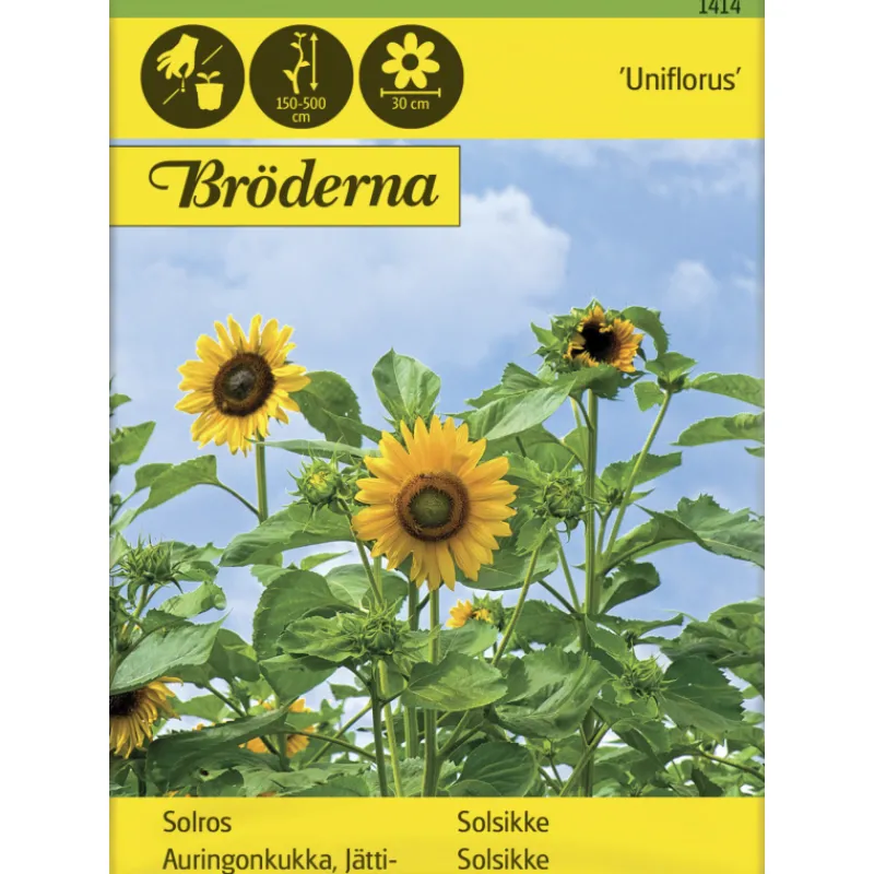 jttiauringonkukka-uniflorus-si-XKUBAMHR-0.webp Bröderna Nelsons Kasvien Ja Nurmikonsiemenet-Jättiauringonkukka Uniflorus Siemen