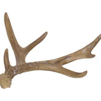 Kotikulta Maljakot Ja Koriste-esineet-Koristesarvi 19 Cm