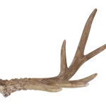 Kotikulta Maljakot Ja Koriste-esineet-Koristesarvi 22,3 Cm