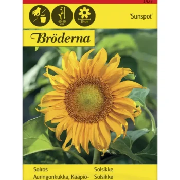 Bröderna Nelsons Kasvien Ja Nurmikonsiemenet-Kääpiöauringonkukka Sunspot Siemen