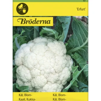 Bröderna Nelsons Kasvien Ja Nurmikonsiemenet-Kukkakaali Erfurt Siemen
