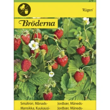 Bröderna Nelsons Kasvien Ja Nurmikonsiemenet-Kuukausimansikka Rügen Siemen