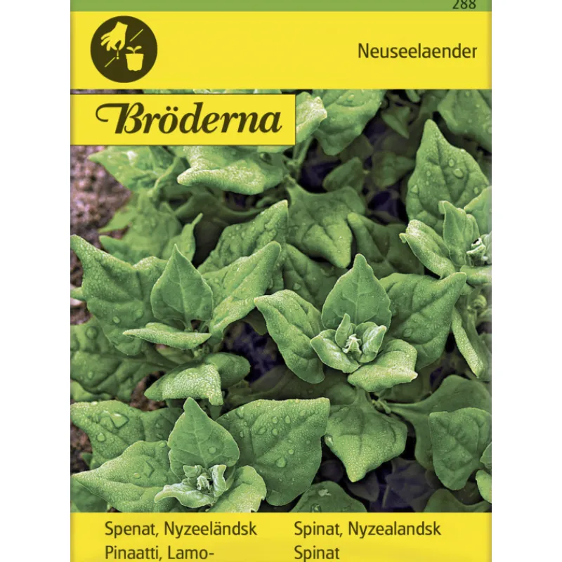 lamopinaatti-uudenseelannin-si-EdkHuqtS-0.webp Bröderna Nelsons Kasvien Ja Nurmikonsiemenet-Lamopinaatti Uudenseelannin Siemen