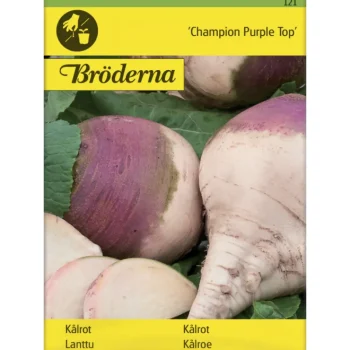 Bröderna Nelsons Kasvien Ja Nurmikonsiemenet-Lanttu Champion Purple Top Siemen
