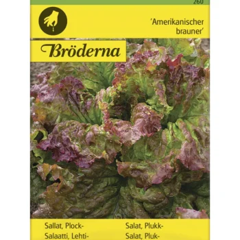 Bröderna Nelsons Kasvien Ja Nurmikonsiemenet-Lehtisalaatti Amerikkalainen Siemen