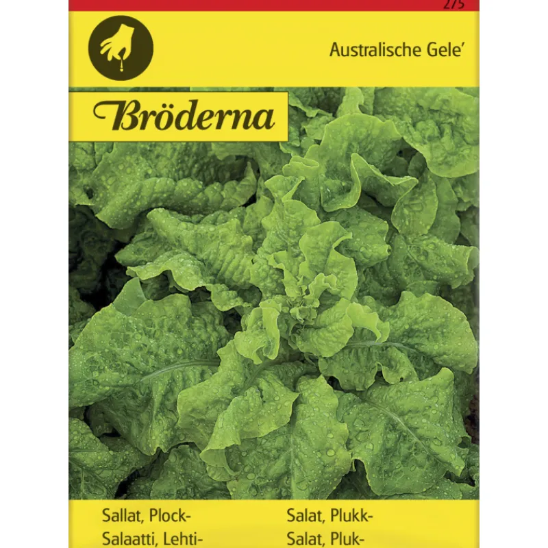lehtisalaatti-australialainen-xbqyUQWA-0.webp Bröderna Nelsons Kasvien Ja Nurmikonsiemenet-Lehtisalaatti Australialainen Siemen