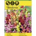 Bröderna Nelsons Kasvien Ja Nurmikonsiemenet-Leijonankita Seos Siemen