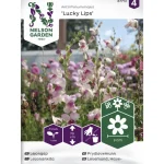 Nelson Garden Basic Kasvien Ja Nurmikonsiemenet-Leijonankita Siemen Lucky Lips