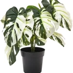 Kotikulta Tekokasvit-Peikonlehti 30 Cm Vaaleanvihreä