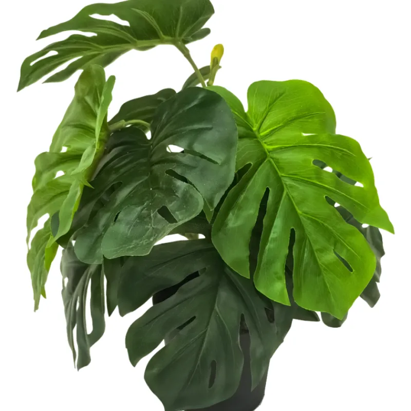 peikonlehti-kotikulta-30-cm-vi-OgnBVvxe-0.webp Kotikulta Tekokasvit-Peikonlehti 30 Cm Vihreä