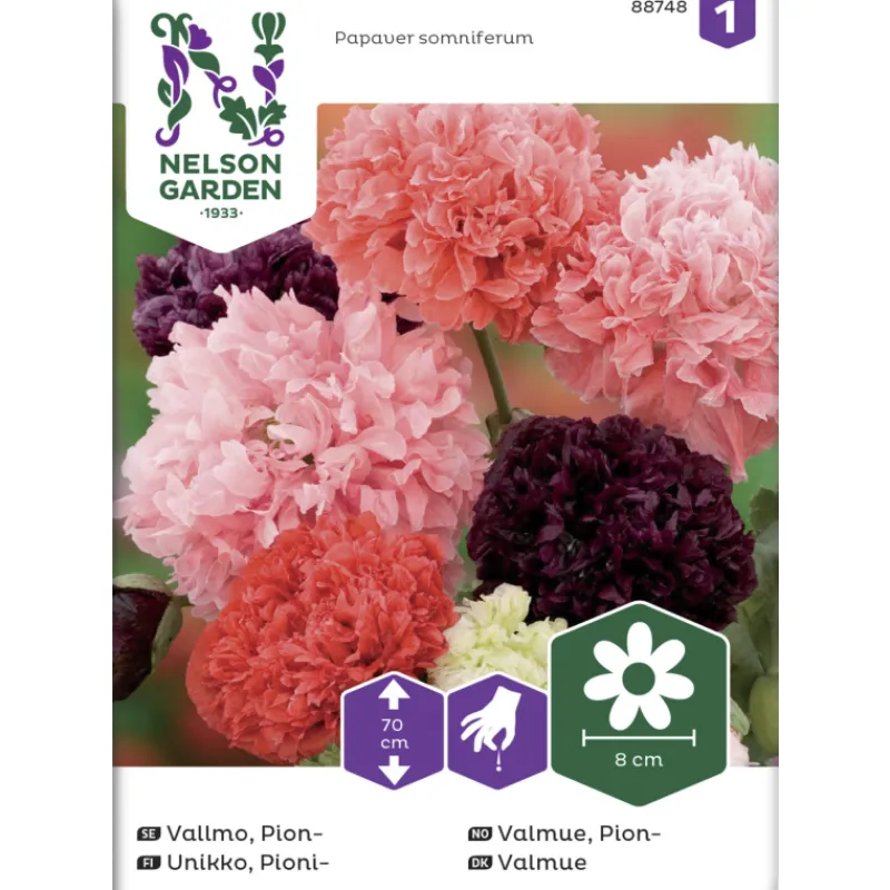 pioniunikko-siemen-nelson-gard-aqAhYDKm-0.webp Nelson Garden Basic Kasvien Ja Nurmikonsiemenet-Pioniunikko Siemen Väriseos