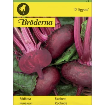 Bröderna Nelsons Kasvien Ja Nurmikonsiemenet-Punajuuri D' Egypte Siemen