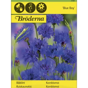 Bröderna Nelsons Kasvien Ja Nurmikonsiemenet-Ruiskaunokki Blue Boy Siemen