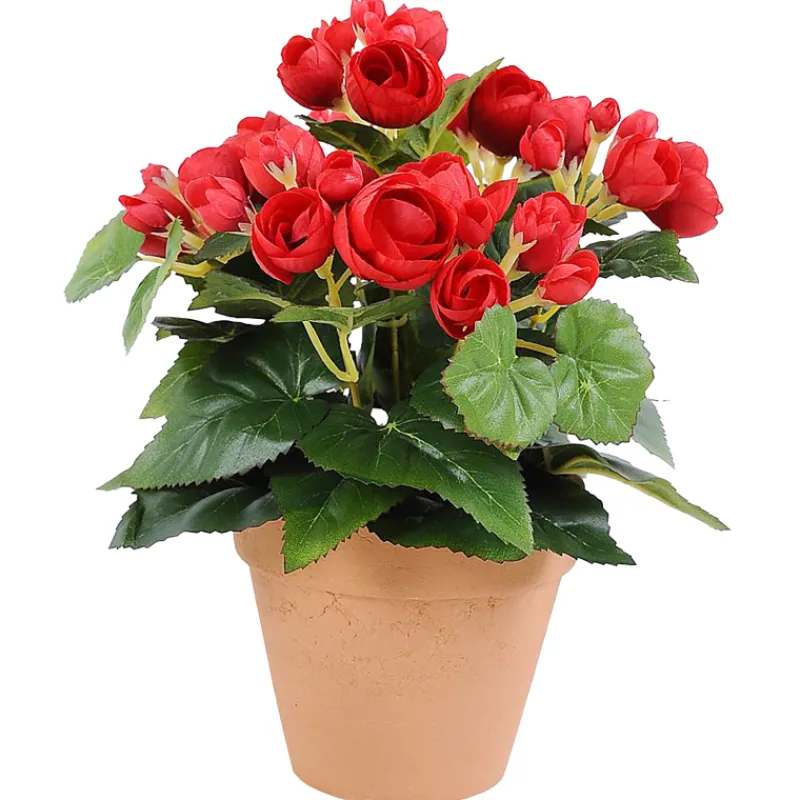 ruusubegonia-kotikulta-26-cm-p-hhSgpalQ-0.webp Kotikulta Tekokasvit-Ruusubegonia 26 Cm Punainen
