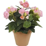 ruusubegonia-kotikulta-26-cm-p-vakyrMsL-0.webp