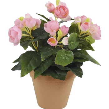 Kotikulta Tekokasvit-Ruusubegonia 26 Cm Pinkki