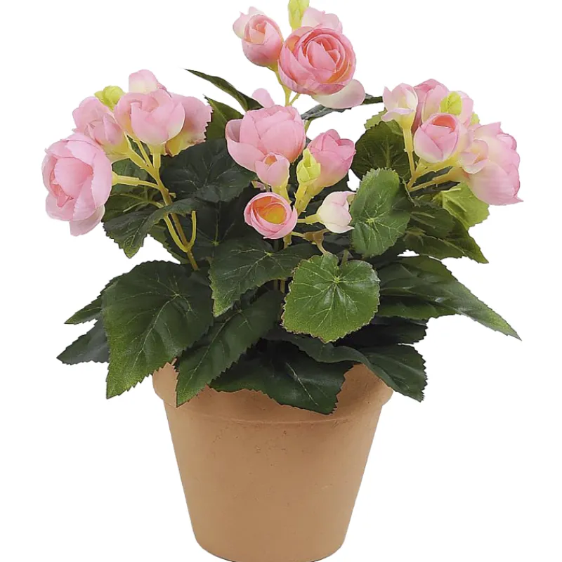 ruusubegonia-kotikulta-26-cm-p-vakyrMsL-0.webp Kotikulta Tekokasvit-Ruusubegonia 26 Cm Pinkki