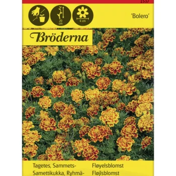 Bröderna Nelsons Kasvien Ja Nurmikonsiemenet-Ryhmäsamettikukka Bolero Siemen