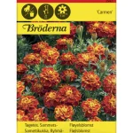 Bröderna Nelsons Kasvien Ja Nurmikonsiemenet-Ryhmäsamettikukka Carmen Siemen