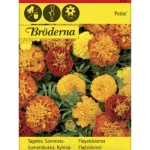 Bröderna Nelsons Kasvien Ja Nurmikonsiemenet-Ryhmäsamettikukka Petite Seos Siemen