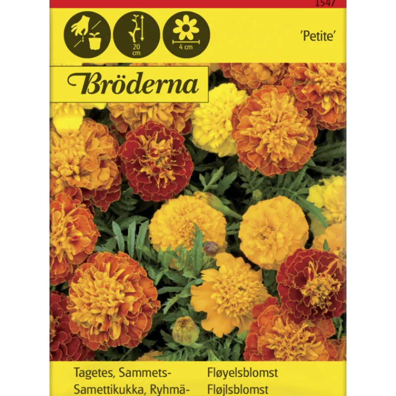 ryhmsamettikukka-petite-seos-s-dbckpXIo-0.webp Bröderna Nelsons Kasvien Ja Nurmikonsiemenet-Ryhmäsamettikukka Petite Seos Siemen