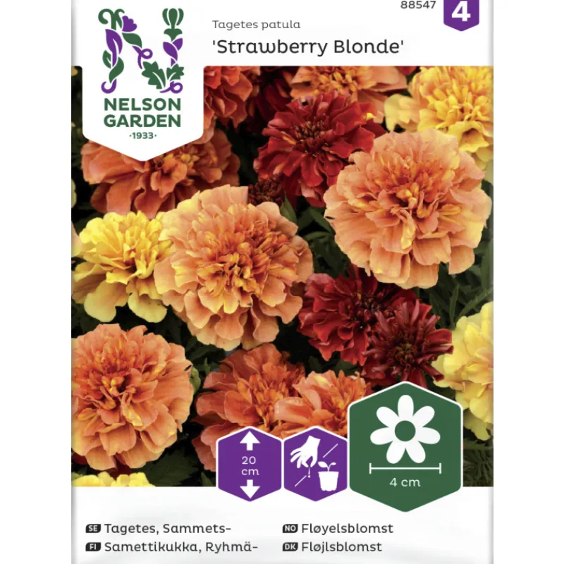 ryhmsamettikukka-siemen-nelson-vzDaJFtD-0.webp Nelson Garden Basic Kasvien Ja Nurmikonsiemenet-Ryhmäsamettikukka Siemen 'Strawberry Blonde