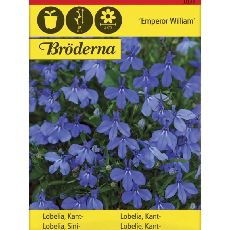 sinilobelia-emperor-william-si-yBfCQkLE-0.webp Bröderna Nelsons Kasvien Ja Nurmikonsiemenet-Sinilobelia Emperor William Siemen