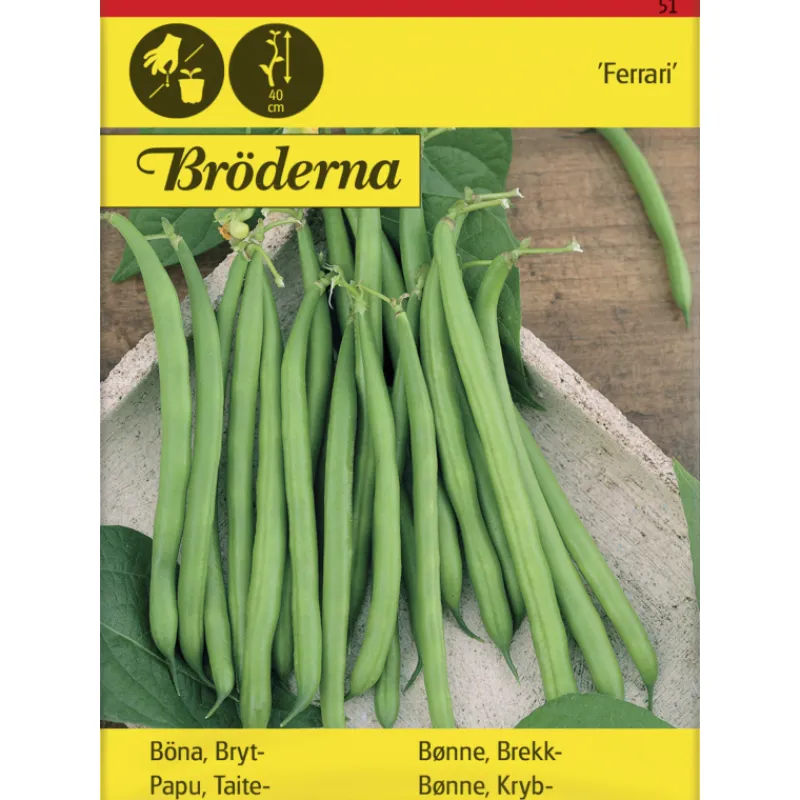 taitepapu-ferrari-siemen-brder-vjZHUZMQ-0.webp Bröderna Nelsons Kasvien Ja Nurmikonsiemenet-Taitepapu Ferrari Siemen