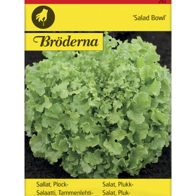 tammenlehtisalaatti-salad-bowl-ZBJuHDak-0.webp Bröderna Nelsons Kasvien Ja Nurmikonsiemenet-Tammenlehtisalaatti Salad Bowl Siemen