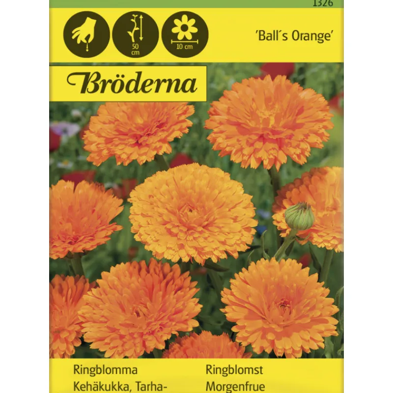 tarhakehkukka-balls-orange-sie-wGXTclEN-0.webp Bröderna Nelsons Kasvien Ja Nurmikonsiemenet-Tarhakehäkukka Balls Orange Siemen
