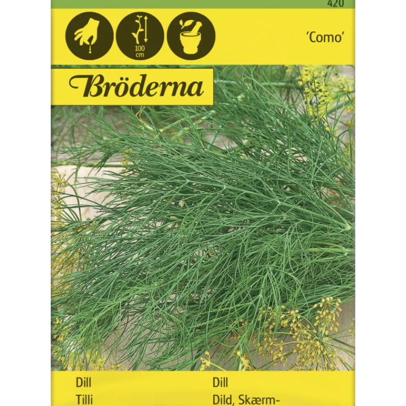 tilli-como-siemen-brderna-nels-nNZsYHgM-0.webp Bröderna Nelsons Kasvien Ja Nurmikonsiemenet-Tilli Como Siemen