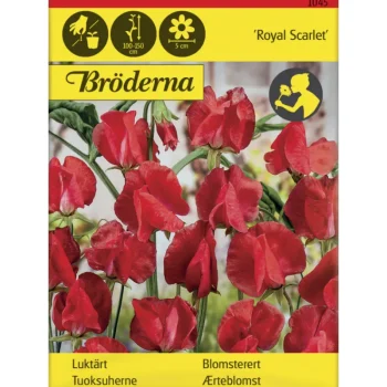 Bröderna Nelsons Kasvien Ja Nurmikonsiemenet-Tuoksuherne Royal Scarlet Siemen